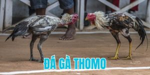 Đá Gà Thomo - Trực Tiếp Loạt Trận Đấu Đỉnh Cao 2025