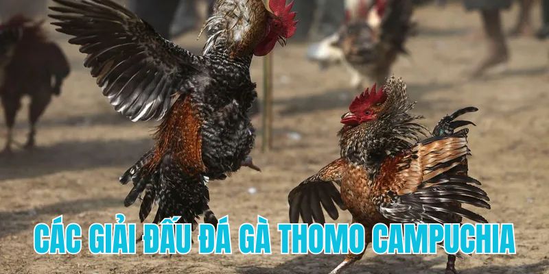 Các giải đấu đá gà Campuchia Thomo