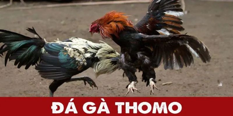 Trường gà Thomo tập hợp những trận đấu vô cùng kịch tính